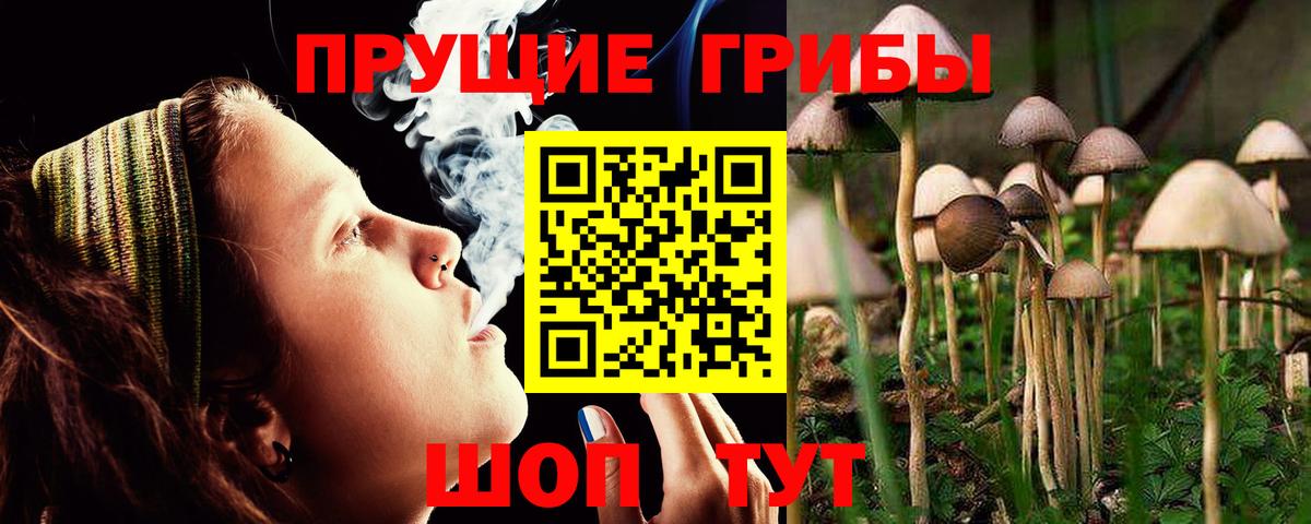 Псилоцибиновые грибы Psilocybe  Галлюциногенные грибы Psilocybe  Балашов 